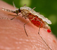 Anopheles_stephensi_mosquito © UC Regents