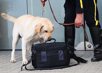 Drug-sniffing dog checking baggage with handler © iStockphoto