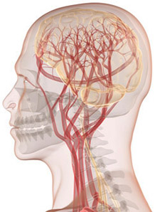 Diagram of brain and blood vessels © iStockphoto