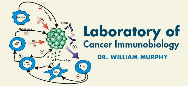 Laboroatory of Cancer Immunobiology - Dr William Murphy