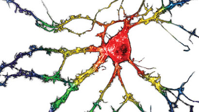 brain branches