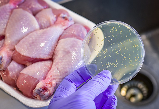 Bacterial culture plate with raw chicken in the background.