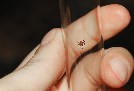 Hand holding a glass vial with a tick inside.