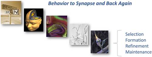 Behavior to synapse and back again