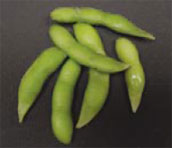 PHOTO -- Soy beans may help fight prostate cancer