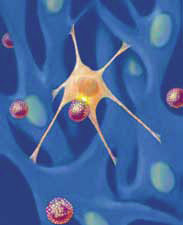 Natural-killer cell links to the cancer cell. Copyright 2009 UC Regents.