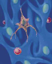Cancer cell "skeleton". Copyright 2009 UC Regents.