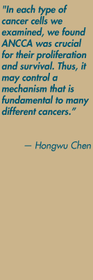 "In each type of cancer cells we examined, we found
ANCCA was crucial for their proliferation and survival. Thus, it may control a mechanism that is fundamental to many different cancers." — Hongwu Chen