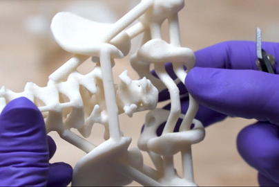 Hands holding a 3d model of an infants lower skeleton.