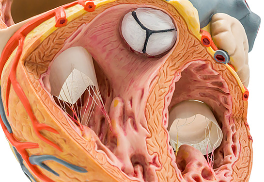 Inside of human heart with four valves