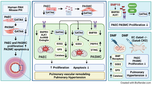 GATA6 coordinates cross-talk between BMP10 and oxidative stress axis in pulmonary arterial hypertension