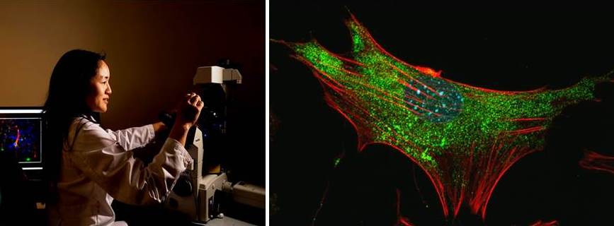 woman at a microscope, fluorescence enhanced star shaped brain cell