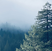 Humboldt County pine tries