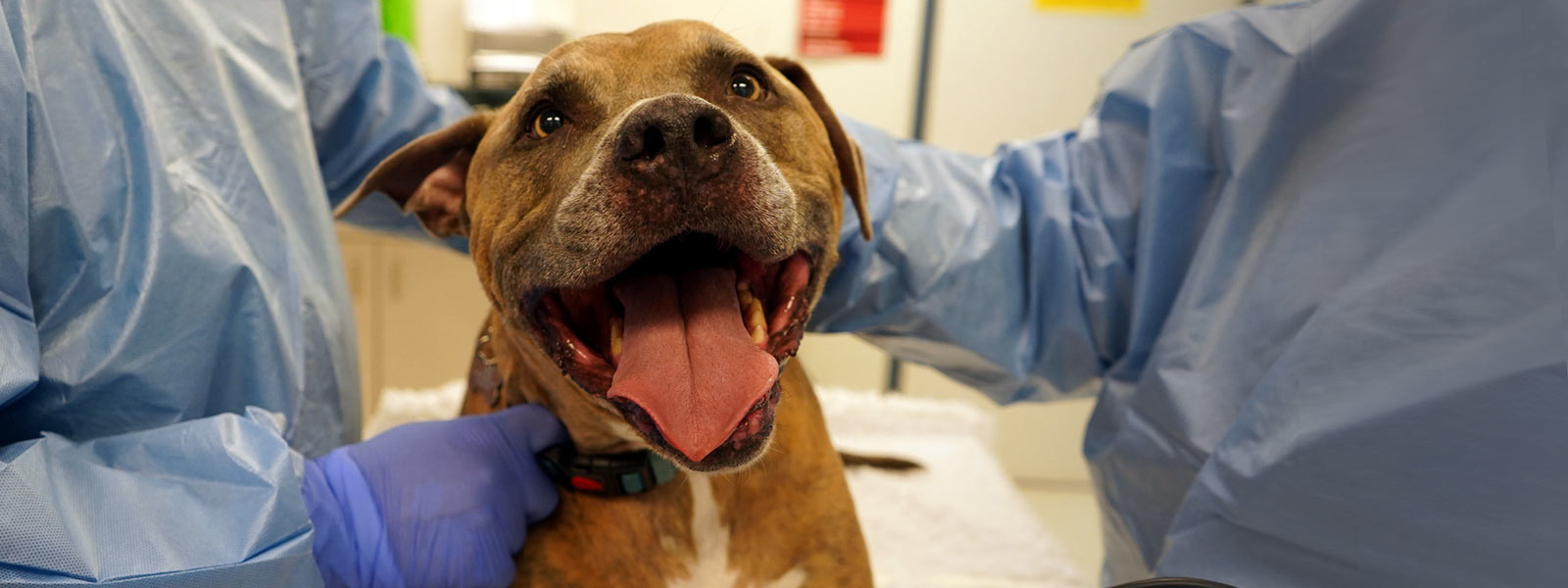 Canine cancer patient joins clinical trial